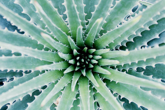 Besides a Brutal Sunburn, What is Aloe Vera Good for?