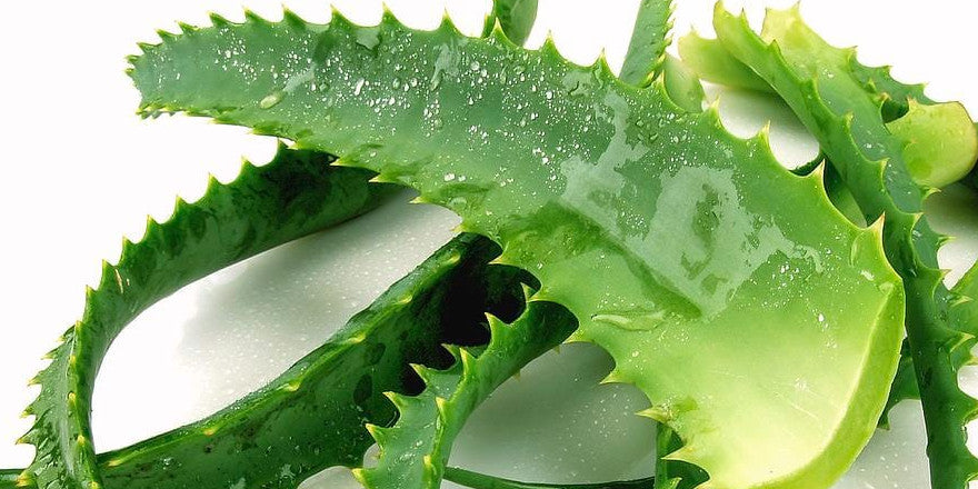 Aloe Vera Leaves